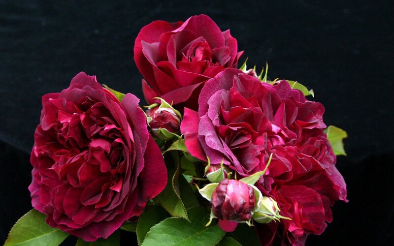 Dark Red Roses — Dramatic, Photograph