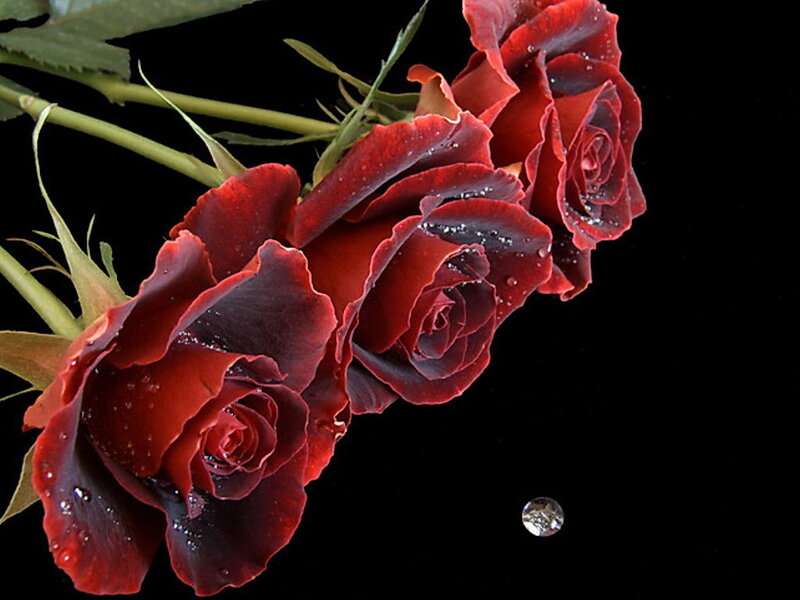 Dark Red Roses — Dramatic, Photograph, Water Droplets