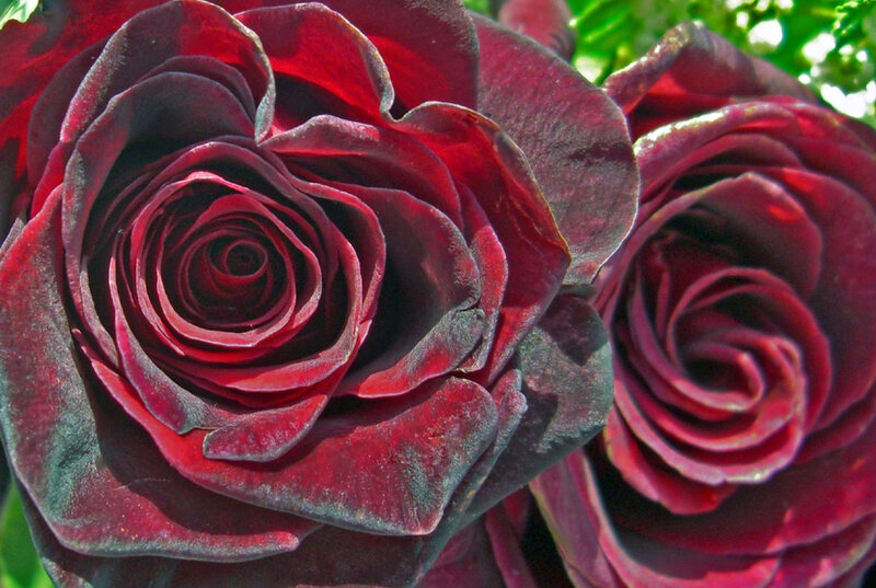 Dark red roses in bloom