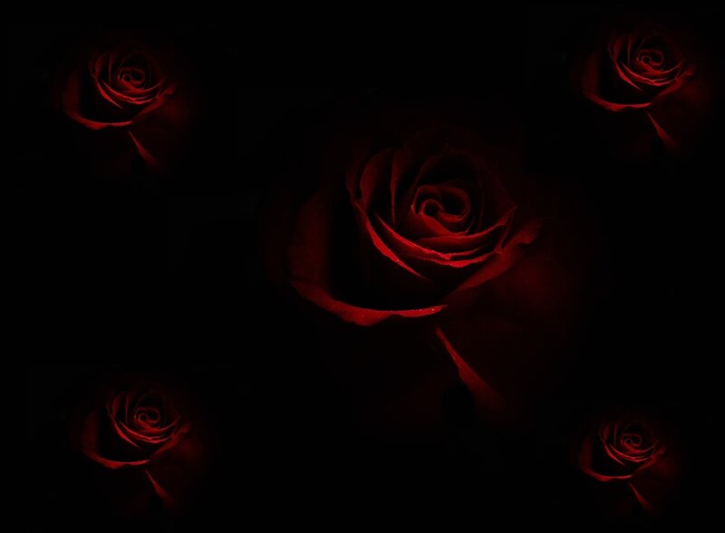dark red roses in shadow