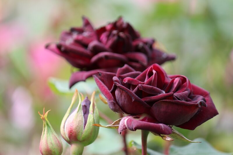Dark Red Roses — Maroon, Serene