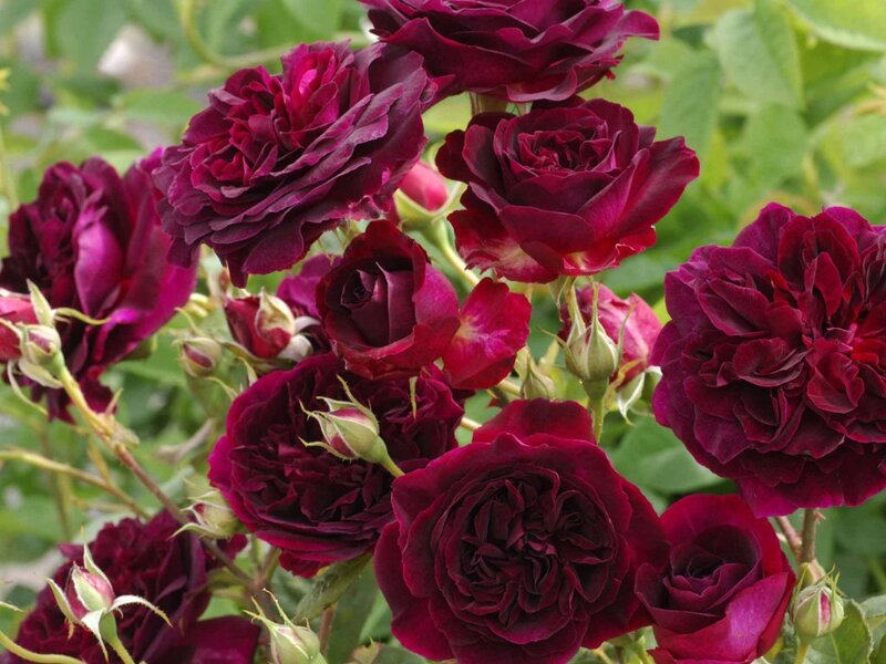 Dark Red Roses — Maroon