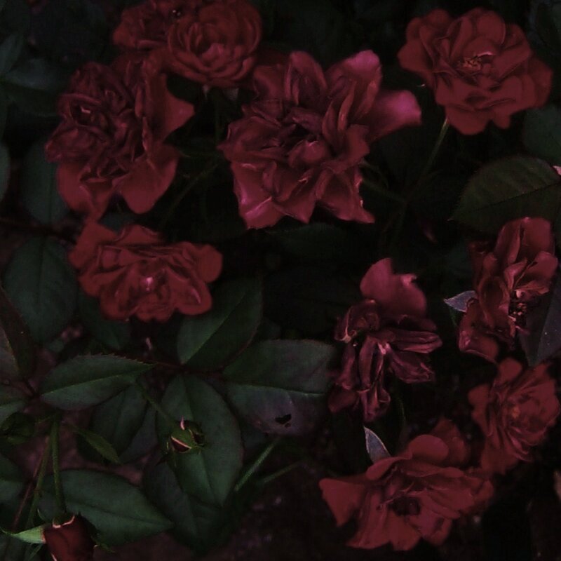 Dark Red Roses — Moody