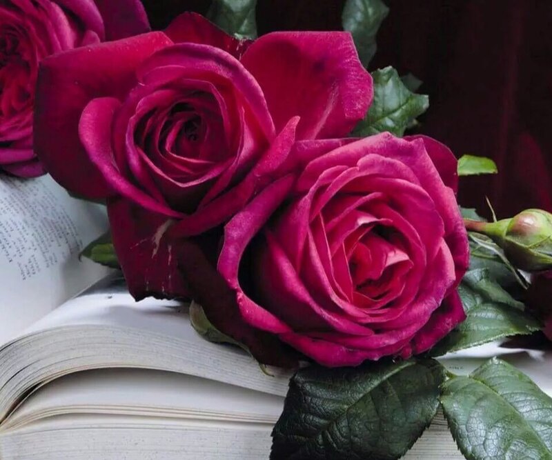 Dark Red Roses on Book
