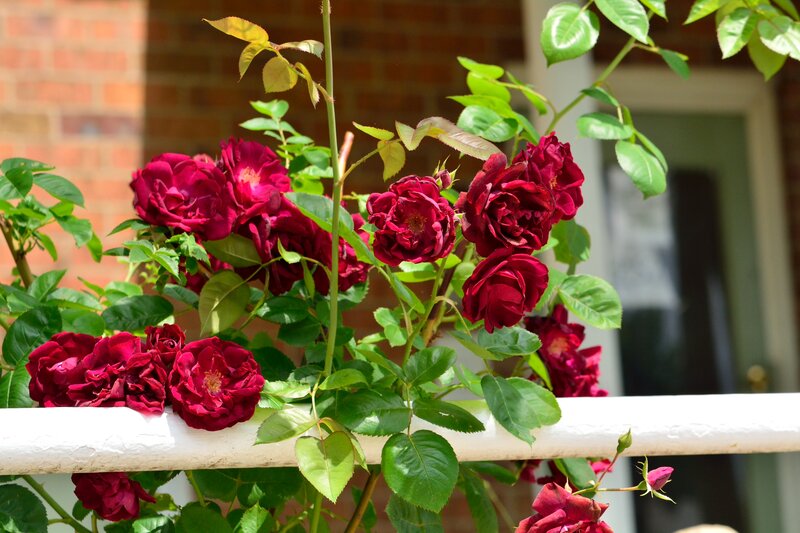 Dark Red Roses on Vine