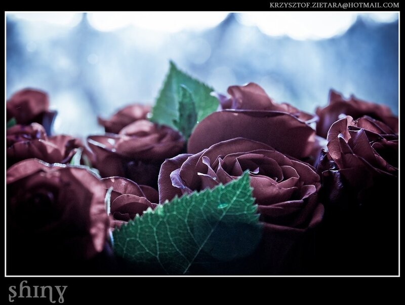 Dark Red Roses — Purple
