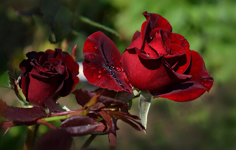 Dark Red Roses — Serene