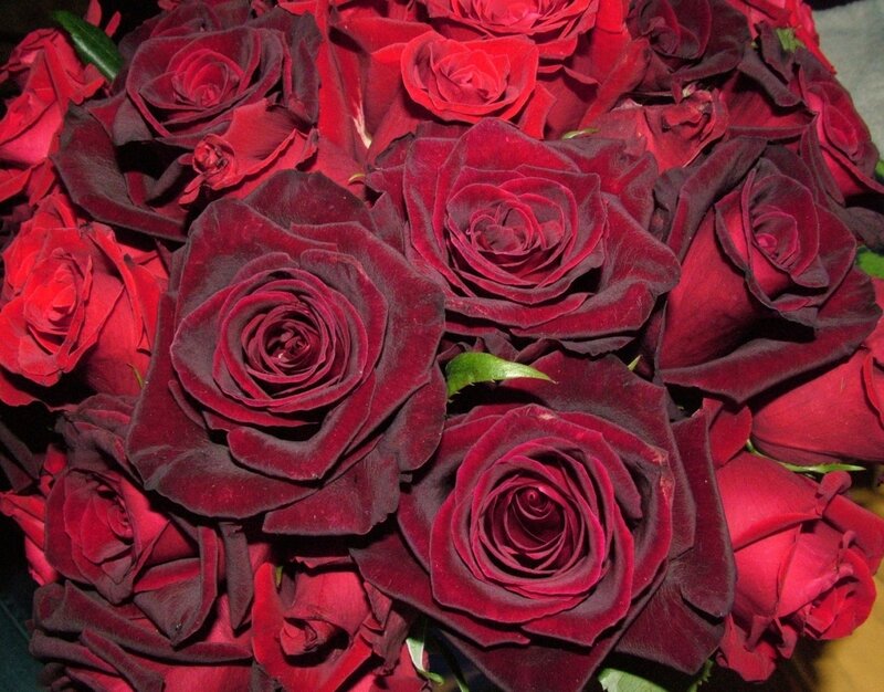 Dark Red Roses