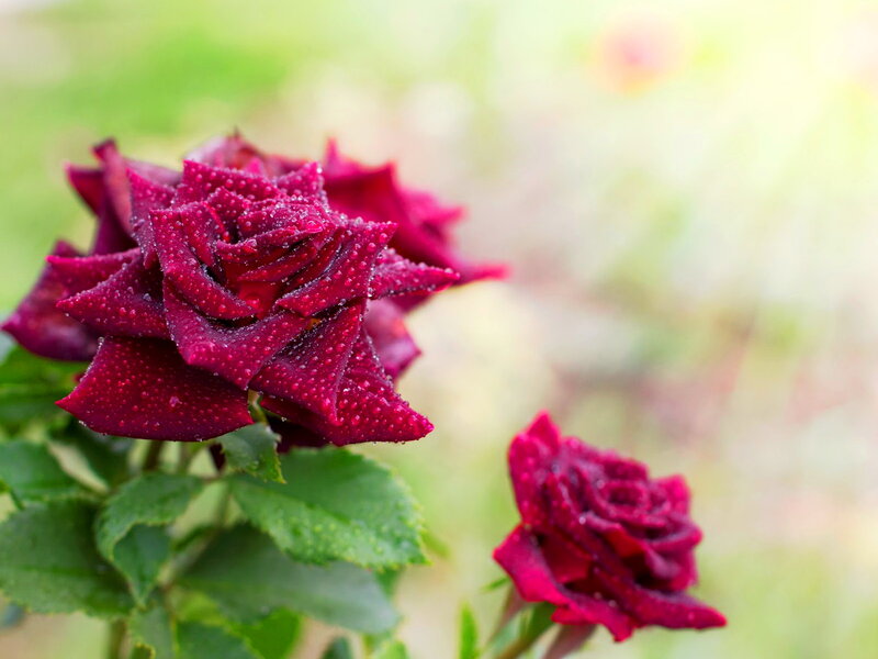 Dark Red Roses with Dew