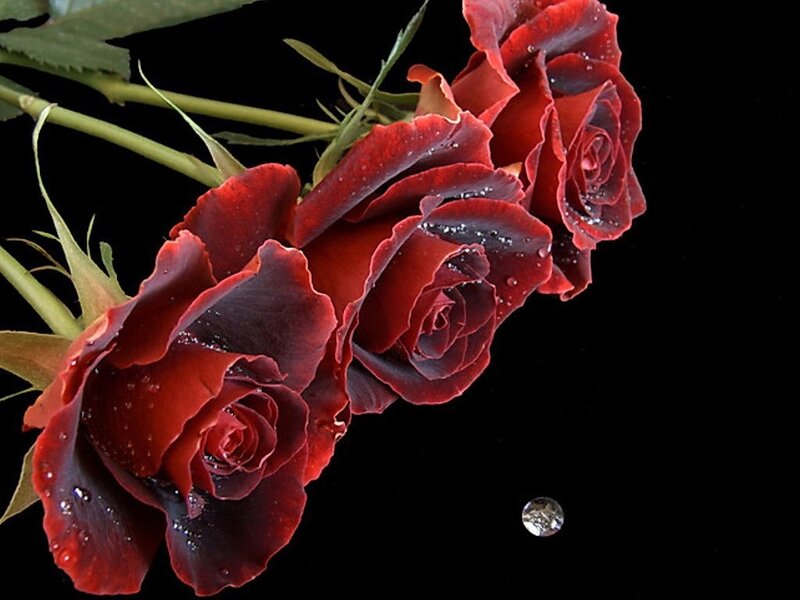 Dark Red Roses with Water Droplets