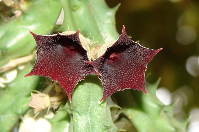 dark red star-shaped flowers