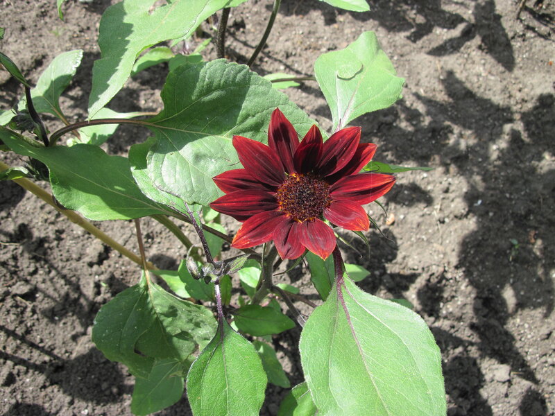 Dark Red Sunflower — Natural, Afternoon, Photograph
