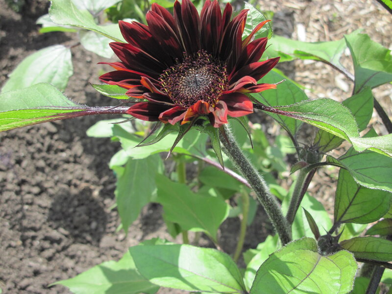 Dark Red Sunflower — Natural, Afternoon