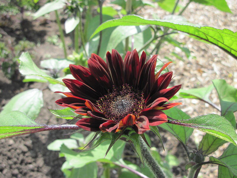 Dark Red Sunflower — Natural