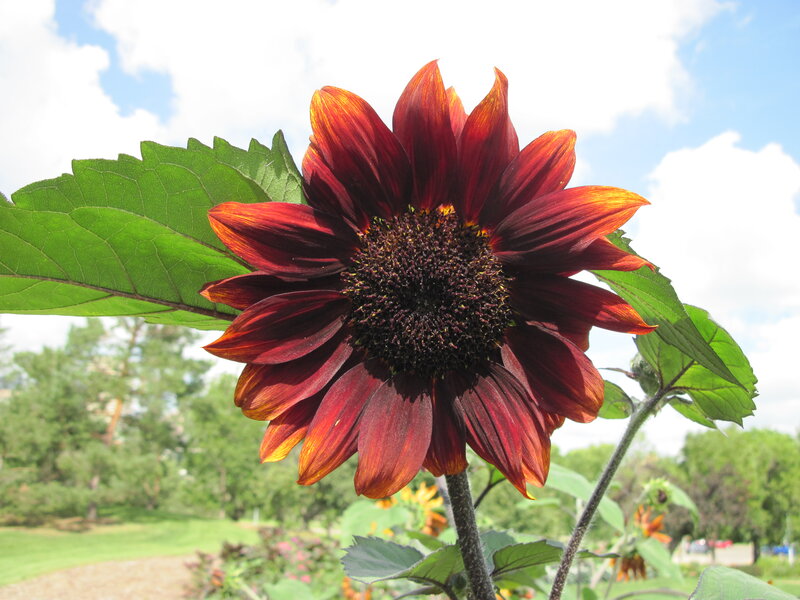 Dark Red Sunflower — Serene