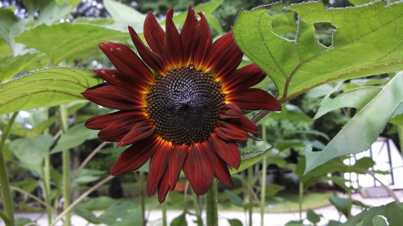 Dark Red Sunflower