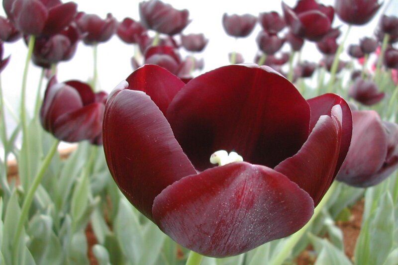 Dark Red Tulip Flower — Calm