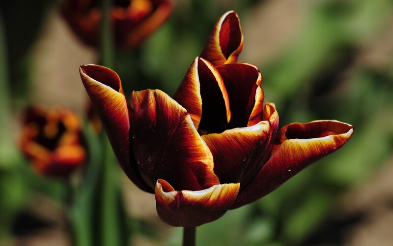Dark Red Tulip Flower