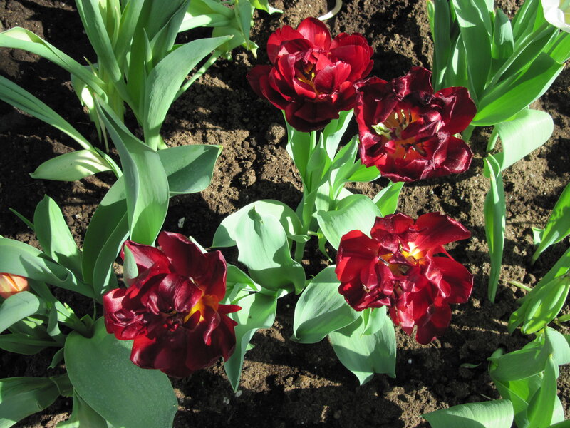 Dark Red Tulips in Soil — Serene
