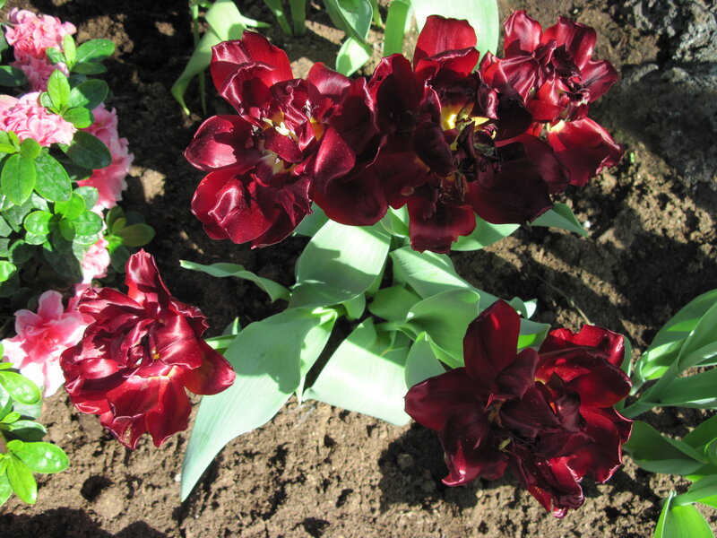 Dark Red Tulips in Soil