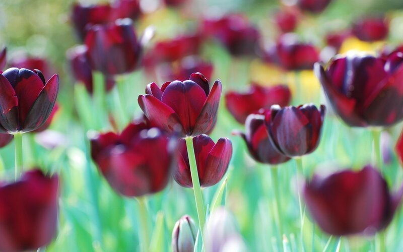 Dark Red Tulips — Serene, Afternoon