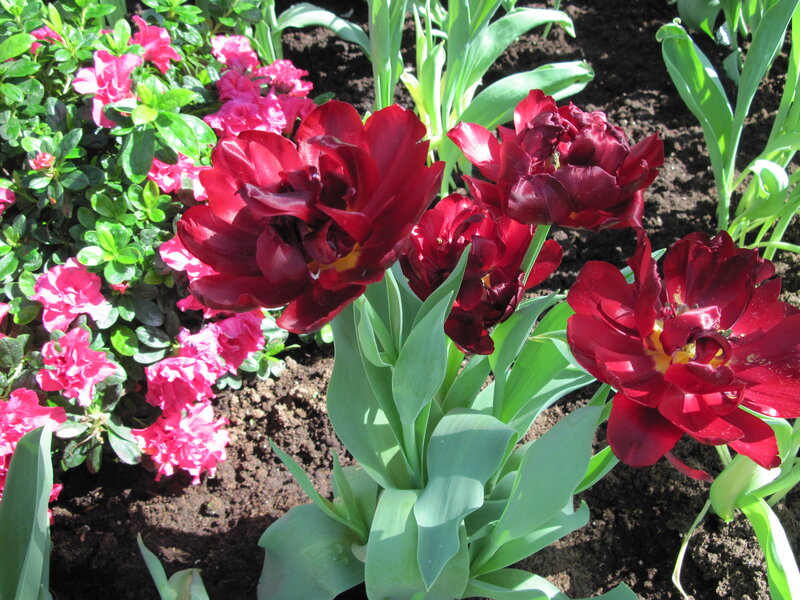 Dark Red Tulips — Serene, Spring