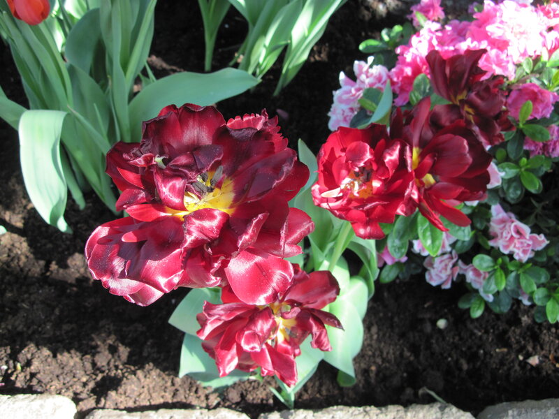Dark Red Tulips — Serene