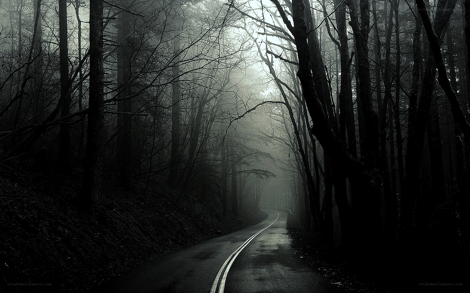 Dark road in a misty forest