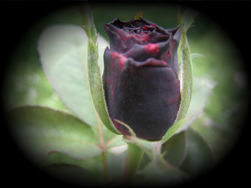 dark rose bud in garden