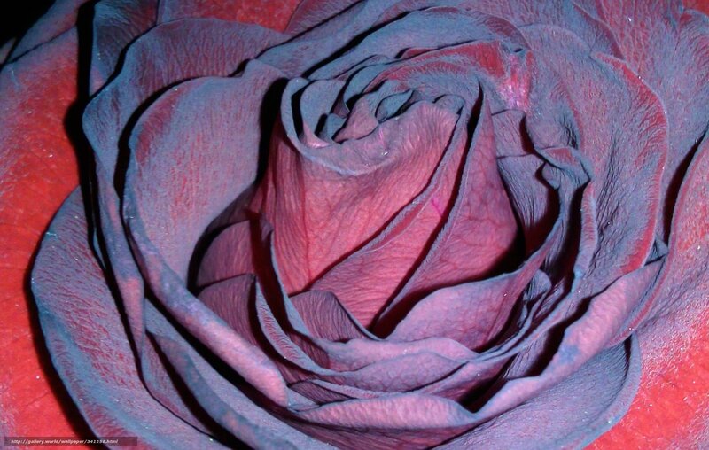 dark rose close-up