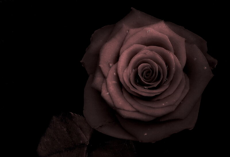 Dark Rose Flower — Black, Dramatic