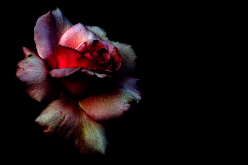 Dark Rose Flower — Black