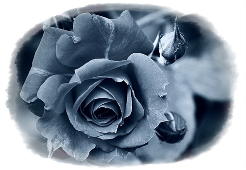 Dark Rose Flower
