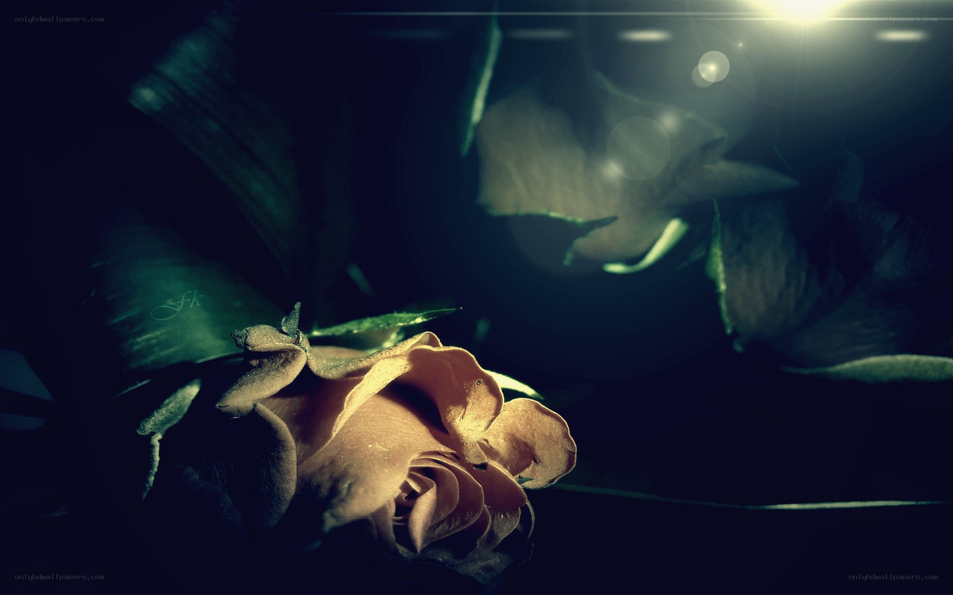 dark rose in dim light