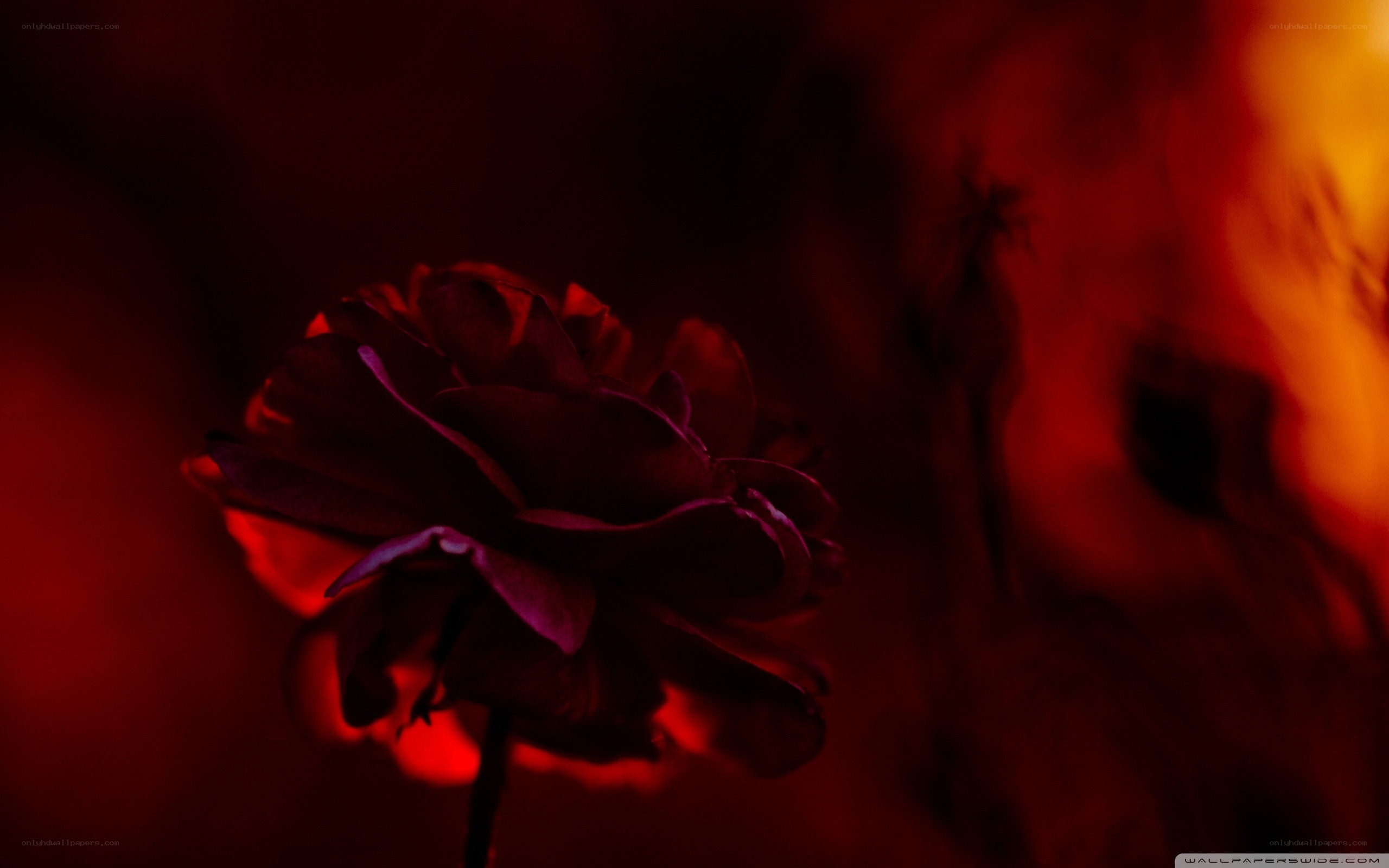 dark rose in red light