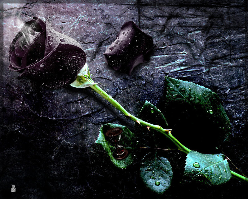 Dark rose on stone surface