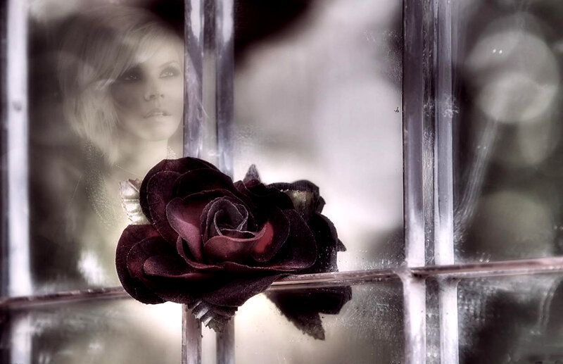 Dark Rose on Window