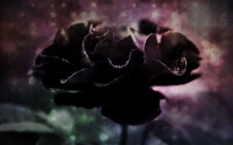 Dark Rose with Dew
