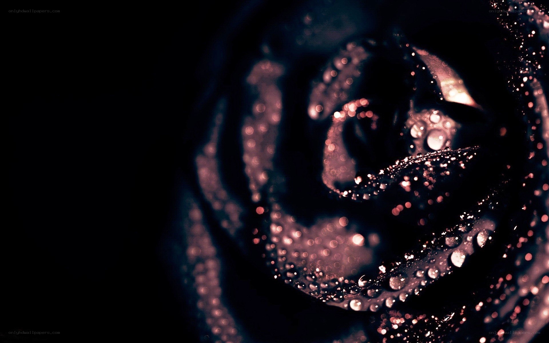 dark rose with water droplets