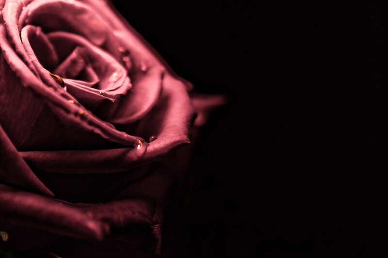 dark rose with water droplets