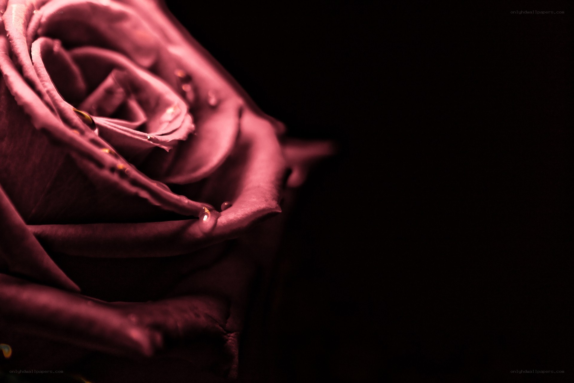 dark rose with water droplets