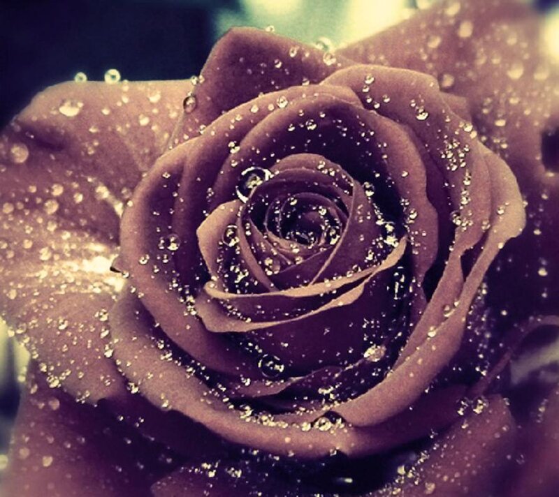 Dark Rose with Water Droplets — Purple