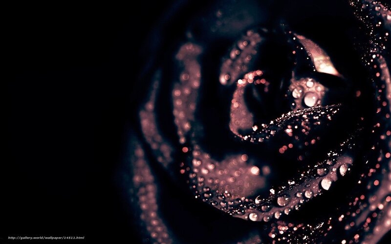 dark rose with water droplets