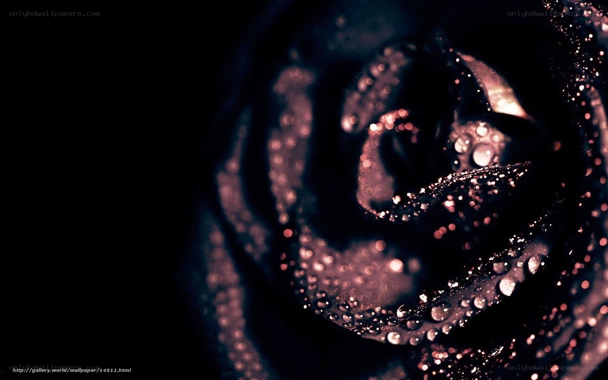 dark rose with water droplets