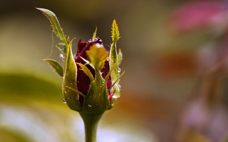 Dark Rosebud with Dew