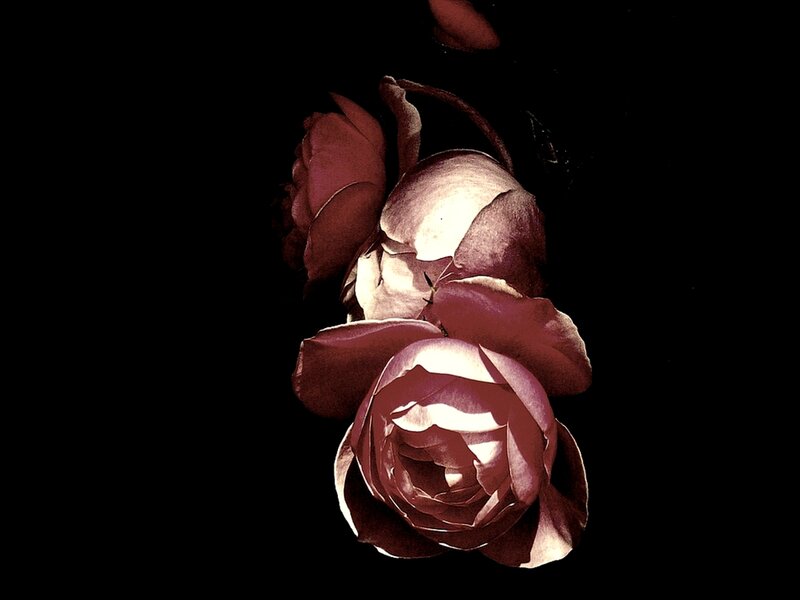 dark roses on black background