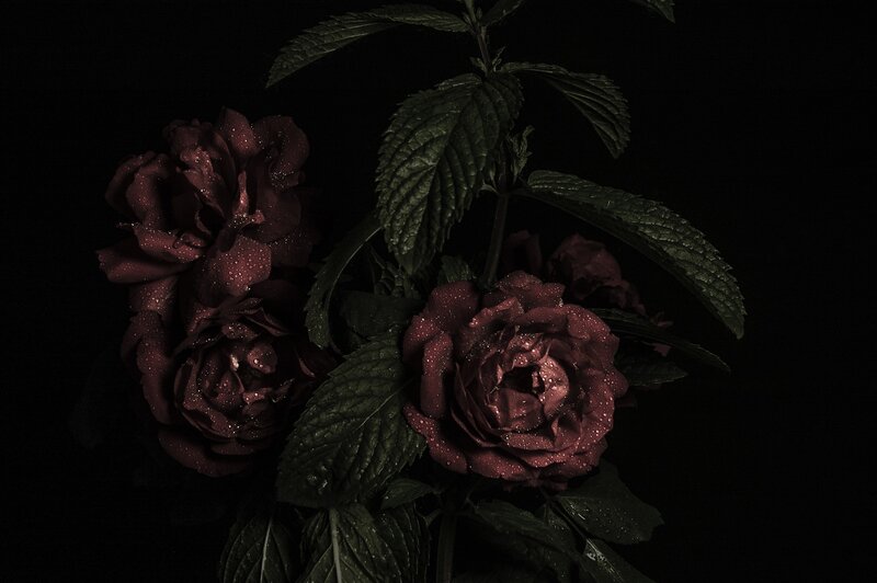 dark roses with dewdrops