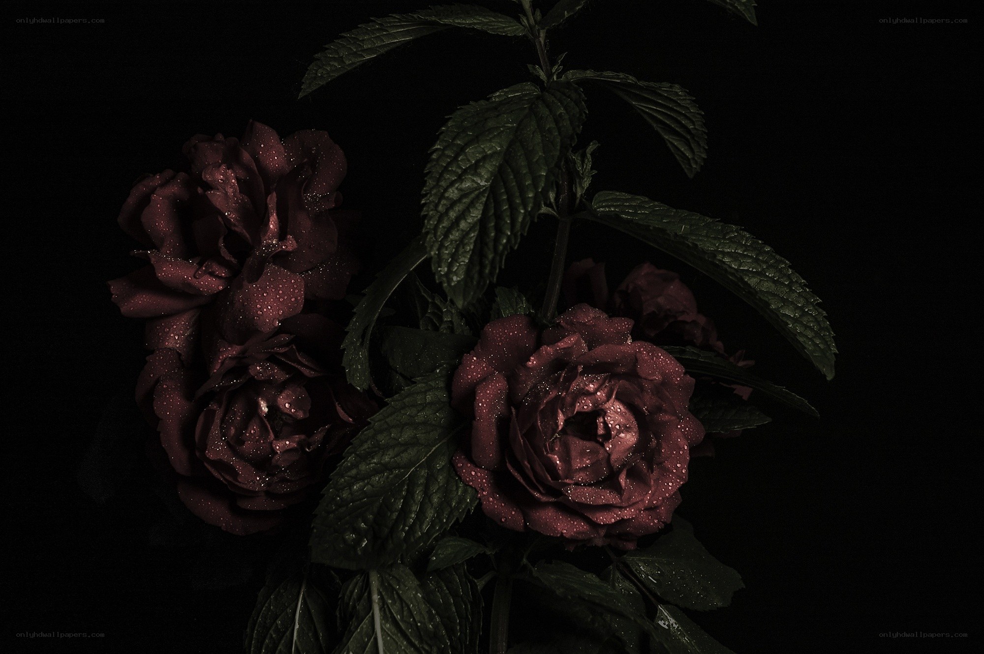 dark roses with dewdrops