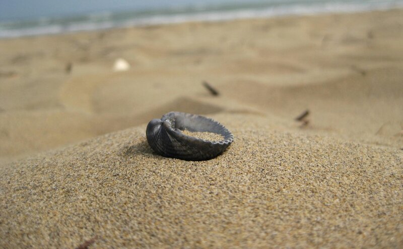 Dark Shell on Sand