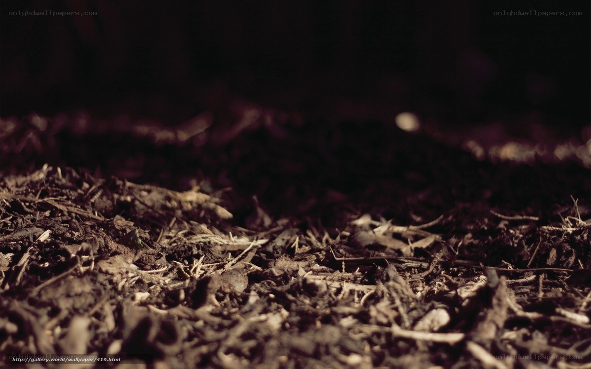 dark soil close-up